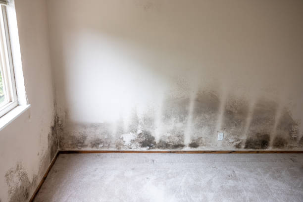Trusted Grandview, TX Mold Removal Experts