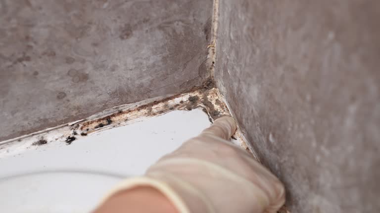 Best Attic Mold Removal  in Grandview, TX